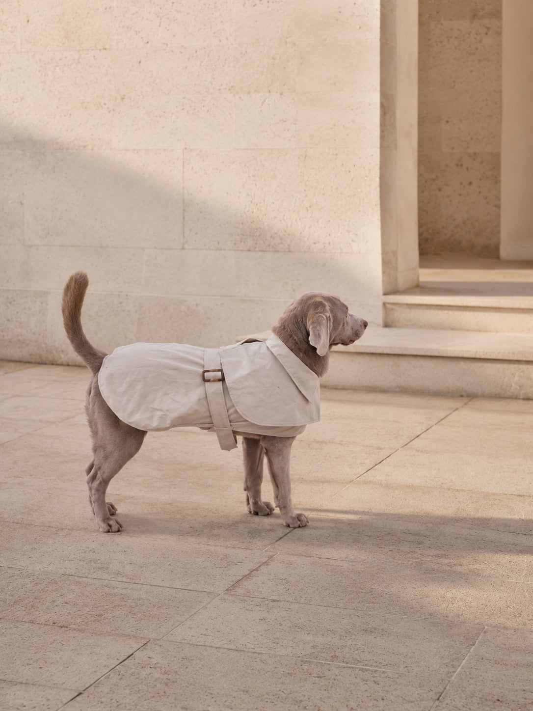 Waterproof TrenchCoat for Dogs Design Philosophy