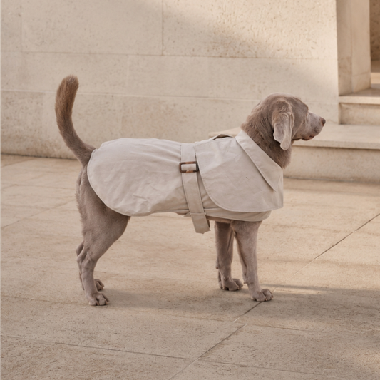 Queline Waterproof Trenchcoat