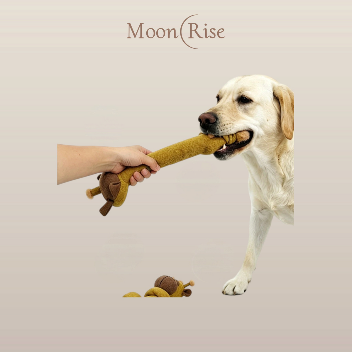 MoonRise 棕色長頸鹿造型絨毛拉扯玩具，一隻拉布拉多犬正與主人進行拔河遊戲