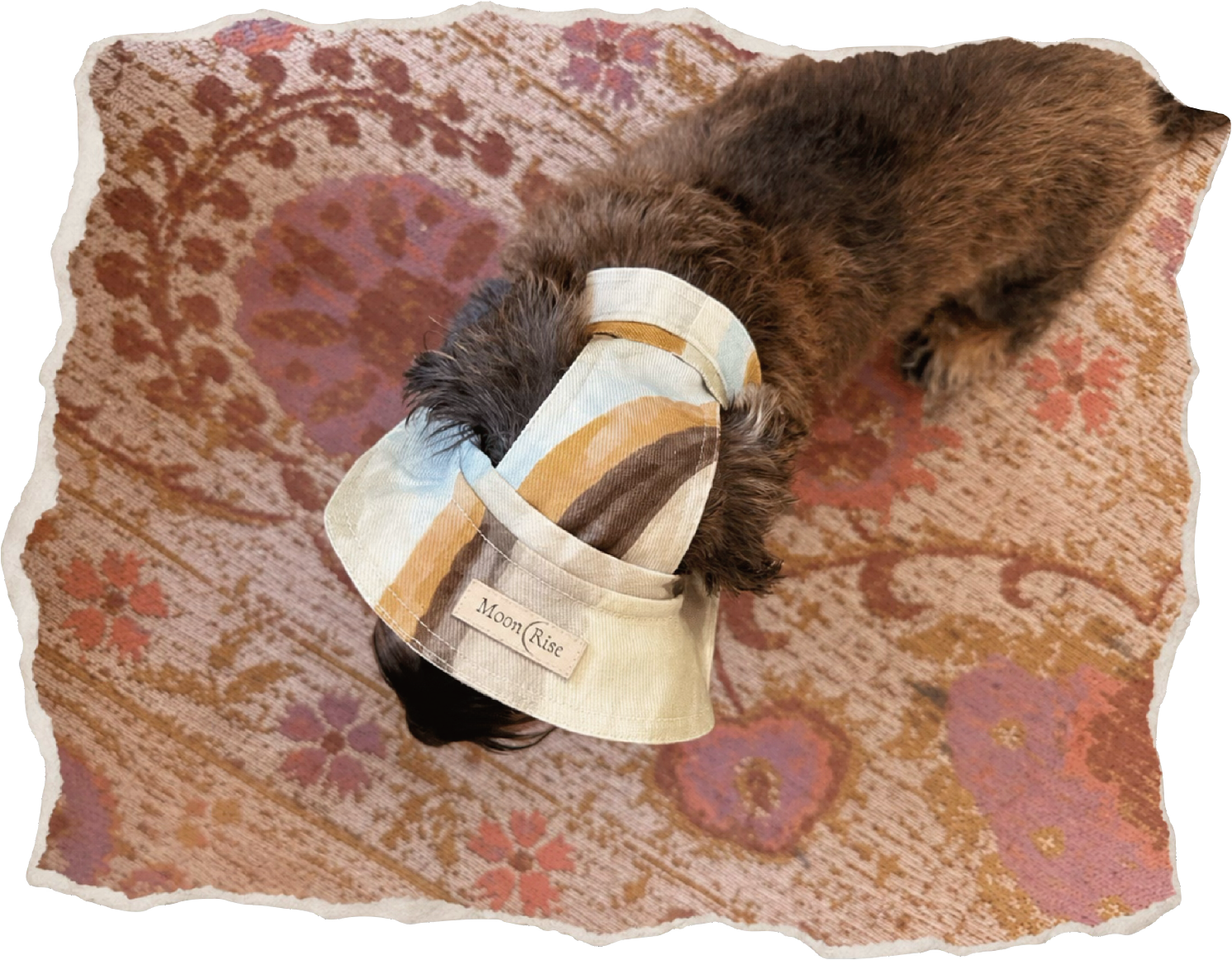 A small brown dog wearing a striped fabric collar or headband with a visible 'Xena & Co' label, lying on a patterned pink and beige rug against a white background.