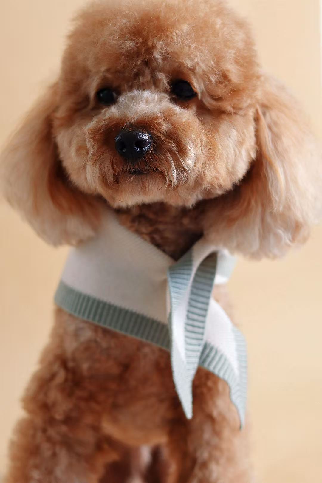 Chalky Pet bandana