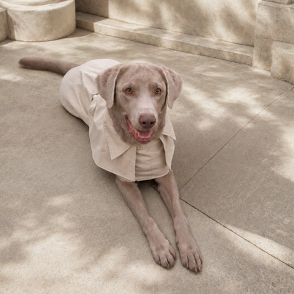 Queline Waterproof Trenchcoat