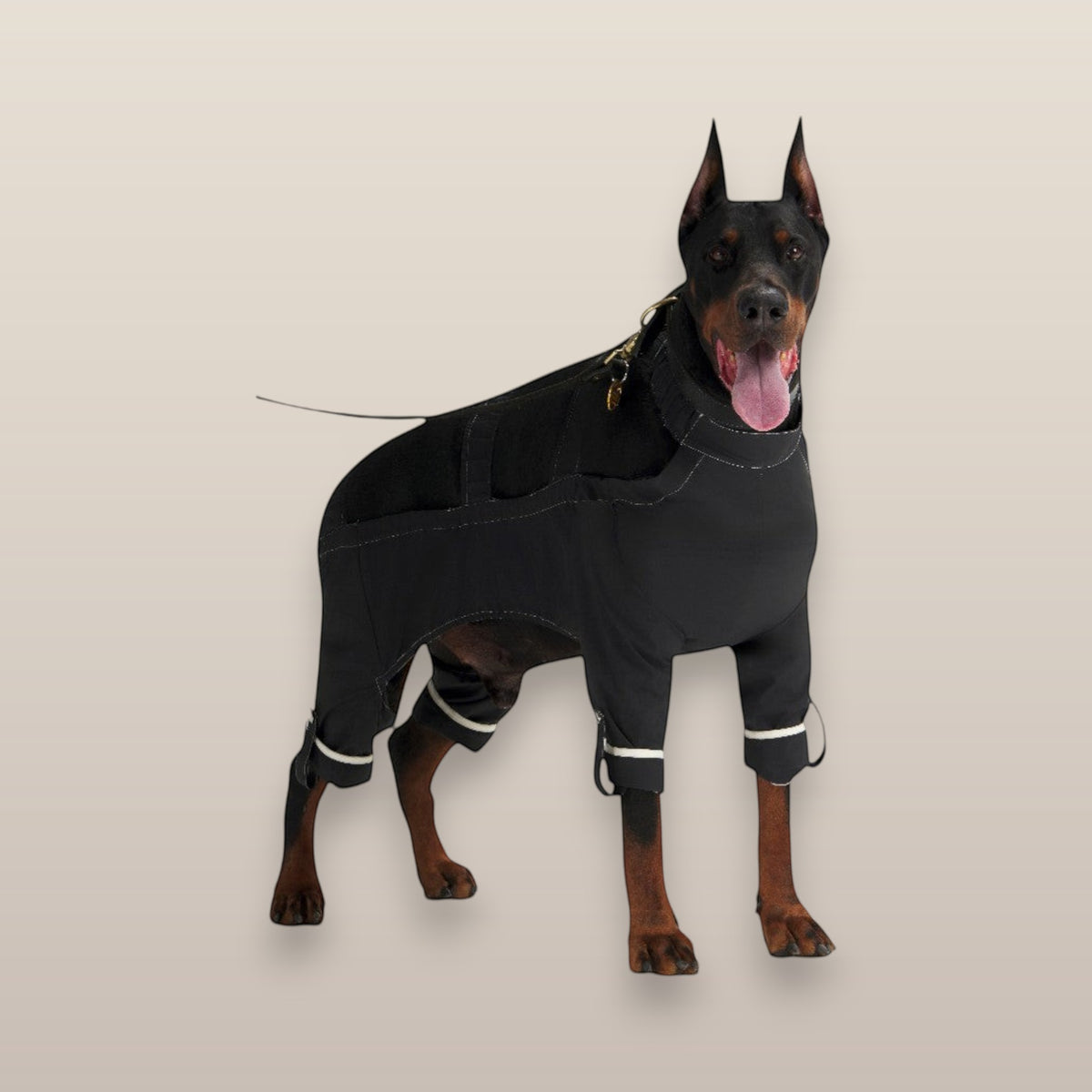 MoonRise Lulu After-Rain black waterproof pants for large dogs worn by a Doberman
